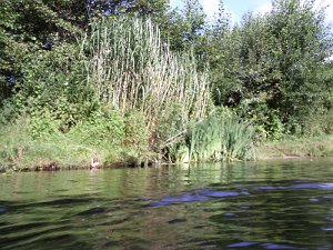 WakenitzMan P Schimming 113